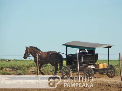 Colonia Menonita Nueva Esperanza, Guatraché: foto 34